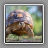 Tortoise (1)